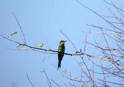 Swallov-Tailed Beeter