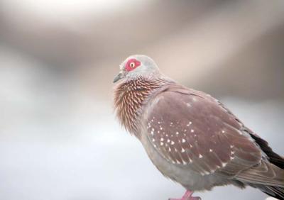 g3/25/649225/3/57672692.SpeckledPigeon.jpg