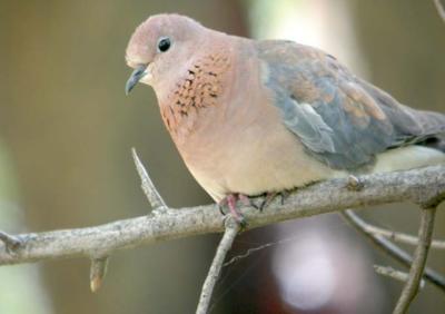 Lauging Dove