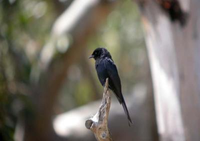 g3/25/649225/3/57672695.ForkTailedDrongo.jpg