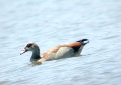 g3/25/649225/3/57672697.EgyptianGoose.jpg
