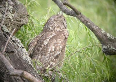 Spotted Eagle Owhl