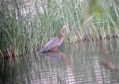 g3/25/649225/3/57678711.PurpleHeron.jpg