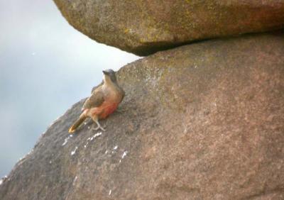 Ground Woodpecker