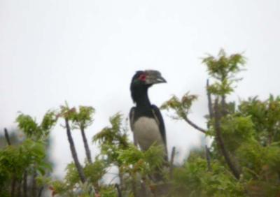 Trumpeter Hornbill