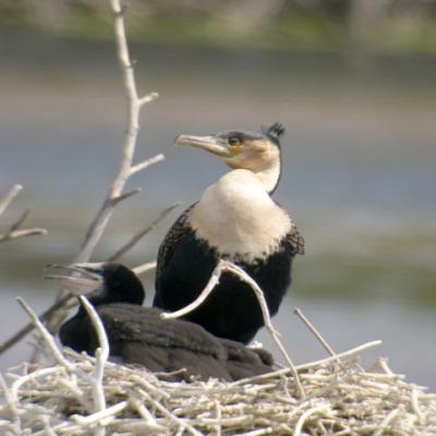 White-Breasted Comorant