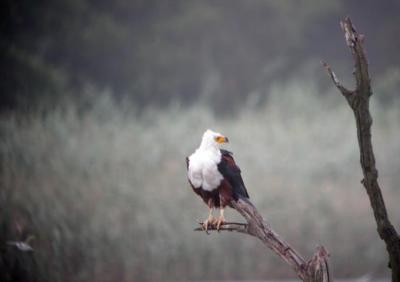 African Fish-Eagle