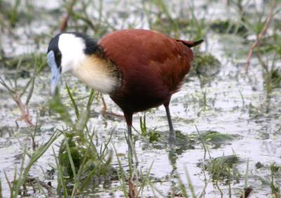 g3/25/649225/3/57877583.AfricanJacana.jpg