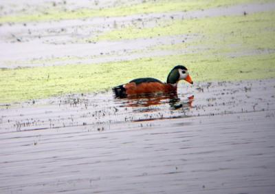 g3/25/649225/3/57877584.AfricanPygmyGoose.jpg