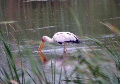 Yellow-Billed Stork