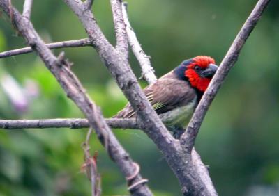Southern Red Bishop