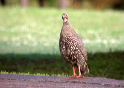 Cape Francolin