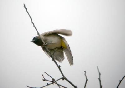 Cape Bulbul