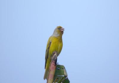 Cape Canary