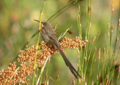 Cape Sugarbird