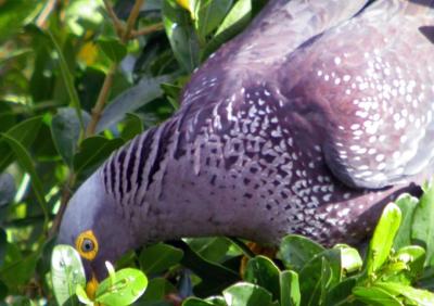 Rameron Pigeon