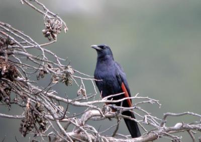 Red -Winged Starling