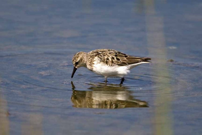Semi-palmated Sandpiper (Calidris pusilla), Parker River NWR, Newbury, MA