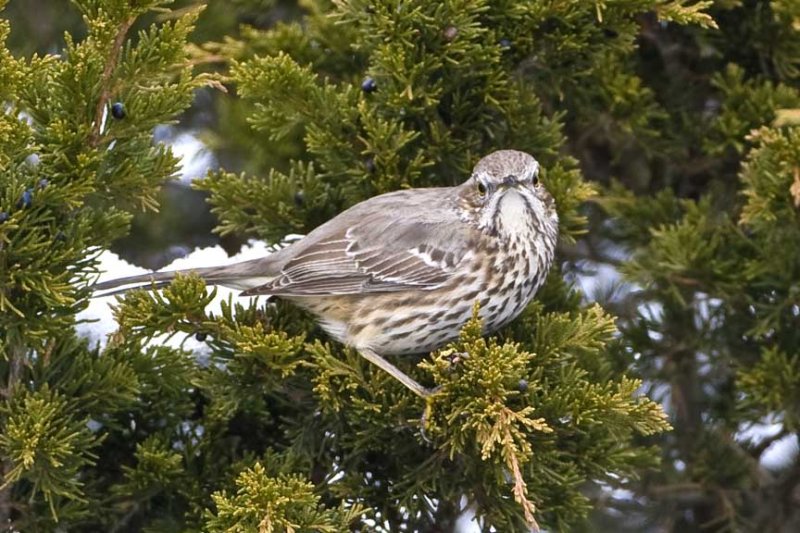 Sage Thrasher (Oreoscoptes montanus), Salisbury State Reservation, Salisbury, MA