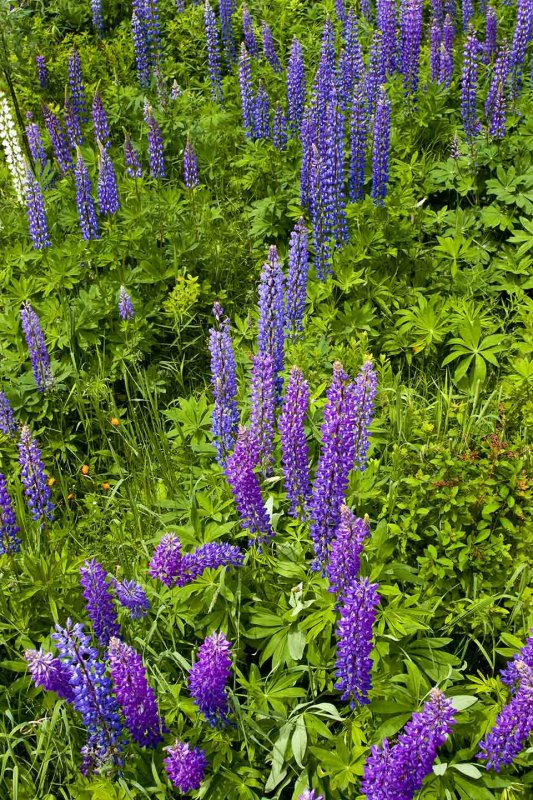 Wild Lupine, Jefferson, NH.