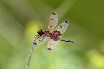 Calico Pennant (Celithemis elisa) (male), Brentwood Mitigation Area, Brentwood, NH