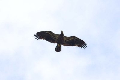 Bald Eagle (Haliaeetus leucocephalus), near Adams Point, Durham, NH