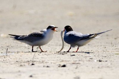 Common Tern (Sterna hirundo) (adult and juvenile), Sandy Point State Park, Ipswich MA