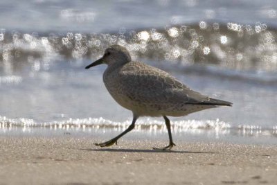 Red Knot (Calidris canutus), Sandy Point State Reservation, Ipswich, MA