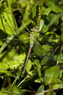 Common Green Darner (Anax junius) (female), Brentwood Mitigation Area, Brentwood, NH