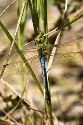Common Green Darner (Anax junius) (male), Brentwood Mitigation Area, Brentwood, NH