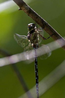 Green-striped Darner (Aeshna verticalis), Ross Road, Barrington, NH