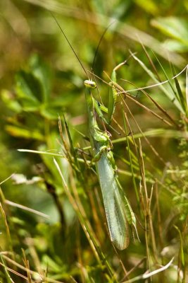 Praying Mantis (Mantis religiosa), Barrington, NH.