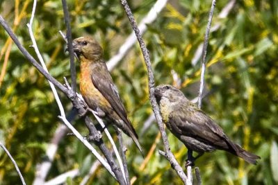 Red Crossbill (Loxia curvirostra), Manitou Lake, Pike National Forest, CO