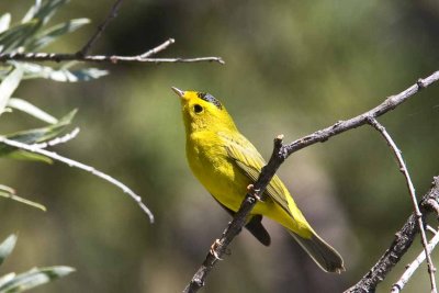 Wilson's Warbler (Wilsonia pusilla), Manitou Lake,Pike National Forest, CO