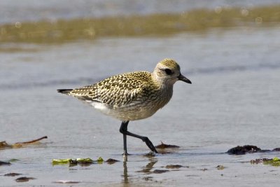 American Golden Plover (Pluvialis dominica) juvenile, Sandy Point State Reservation, Ipswich, MA