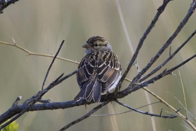 Brewer's Sparrow (Spizella breweri ), Colorado Springs, CO