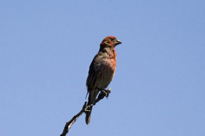 House Finch (Carpodacus mexicanus), Red Rock Canyon, Colorado Springs, CO
