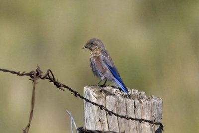Western Bluebird (Sialia mexicana) (juvenile), Rampart Reservoir, CO