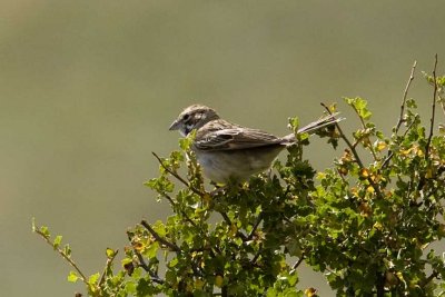 Lark Sparrow (Chondestes grammacus) (immature), Florissant Fossil Beds National Monument, CO