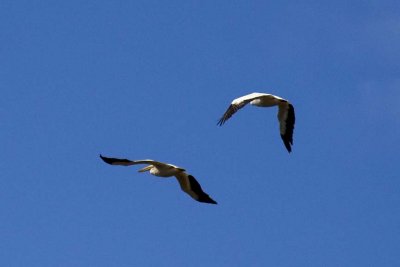 White Pelican (Pelecanus erythrorhynchos), Big Johnson Reservoir, Colorado Springs, CO