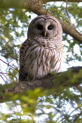 Barred Owl (Strix varia), Darby Brook Conservation Area, Hampstead, NH.
