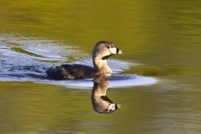 Pied-billed Grebe (Podilymbus podiceps), Brentwood Mitigation Area, Brentwood, NH.