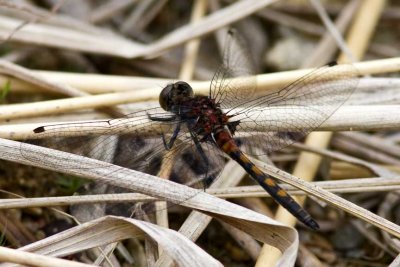 Hudsonian Whiteface (teneral male) (Leucorrhinia hudsonica), Brentwood Mitigation Area, Brentwood, NH.