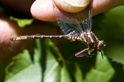 Ashy Clubtail (male) (Gomphus lividus), Darby Brook Conservation Area, Hampstead, NH.