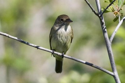 Willow Flycatcher (Empidonax traillii ), Parker River NWR, Newbury, MA.
