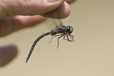 Harlequin Darner (Gomphaeschna furcillata), Webster Wildlife and Natural Area, Kingston, NH.