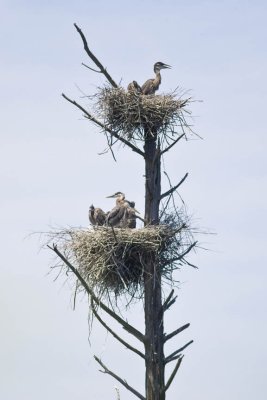 Great Blue Herons (5 in one nest!) (Ardea herodias), Brentwood Mitigation Area, Brentwood, NH.