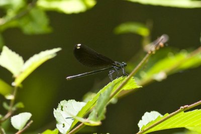 Ebony Jewelwing (female) (Calopteryx maculata), Exeter River, Brentwood, NH.