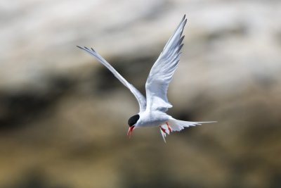 Arctic Tern (Sterna paradisaea), White Island, NH.