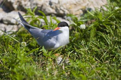 Common Tern (Sterna hirundo), White Island, NH.